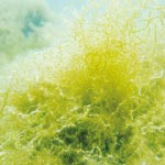 フコイダンってご存知ですか？