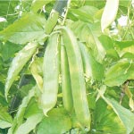 兵庫県丹波産 白なた豆エキス配合